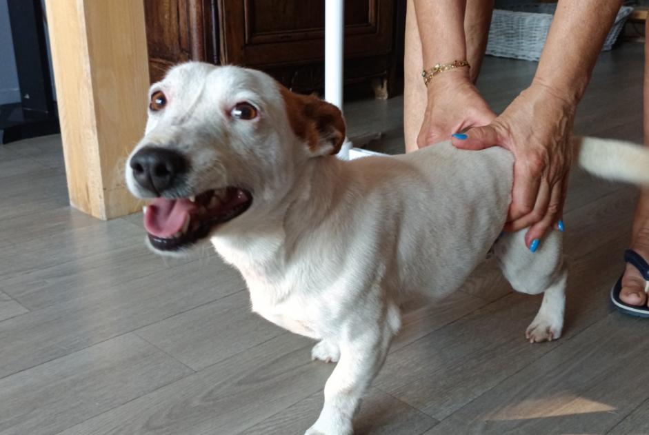 Fundmeldung Hund  Männliche Châlons-en-Champagne Frankreich