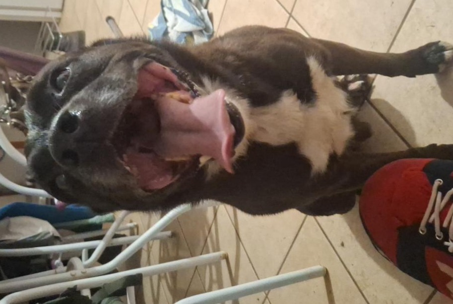 Fundmeldung Hund rassenmischung Männliche Châtel-Censoir Frankreich Fundmeldung Hund rassenmischung Männliche Châtel-Censoir Frankreich