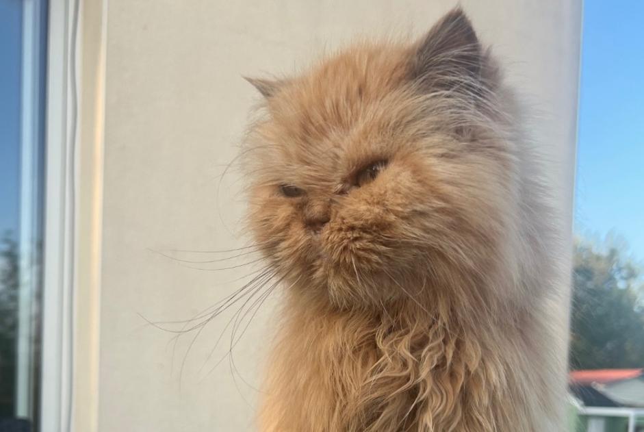 Vermisstmeldung Katze  Weiblich , 17 jahre Sainte-Néomaye Frankreich