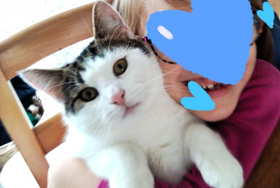 Vermisstmeldung Katze rassenmischung Männliche , 2 jahre Fenioux Frankreich