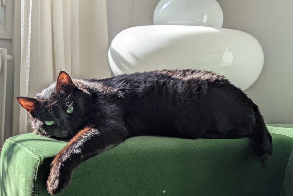 Vermisstmeldung Katze Männliche , 4 jahre Reims Frankreich Vermisstmeldung Katze Männliche , 4 jahre Reims Frankreich