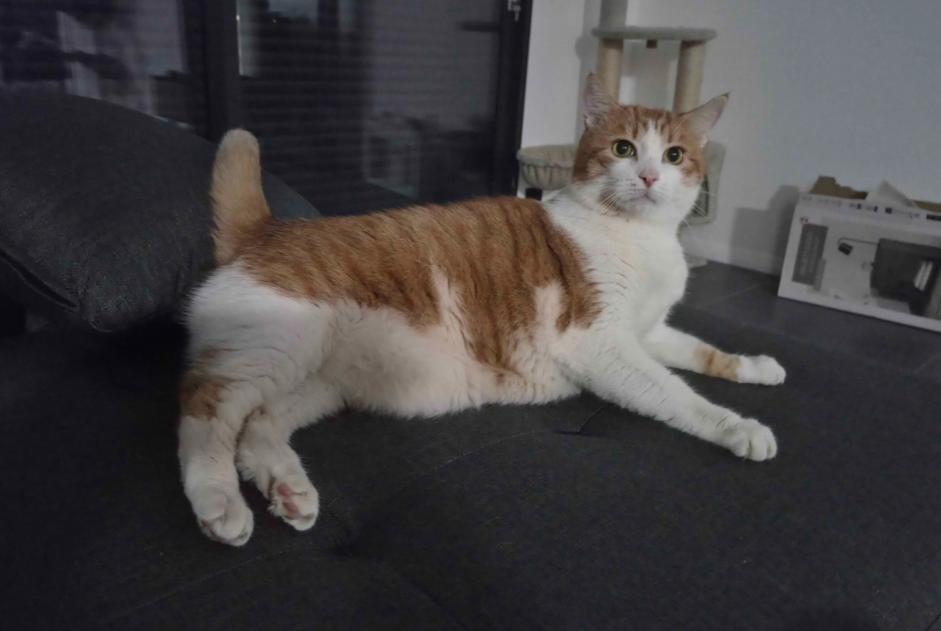Disappearance alert Cat Male , 7 years Thénezay France