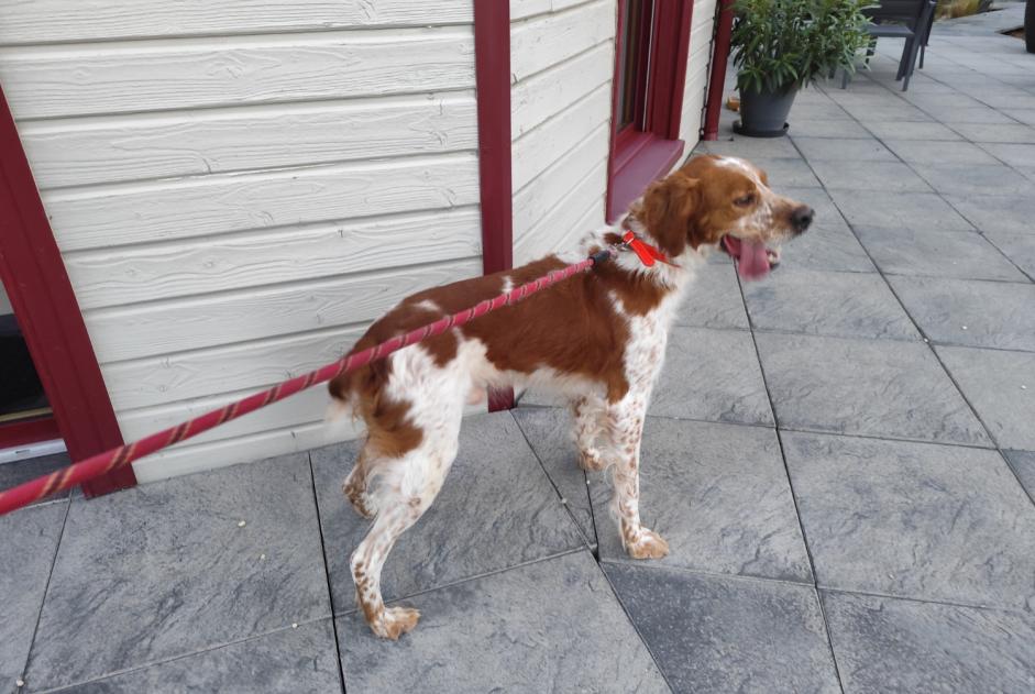 Discovery alert Dog  Male Beaulieu-sous-Parthenay France