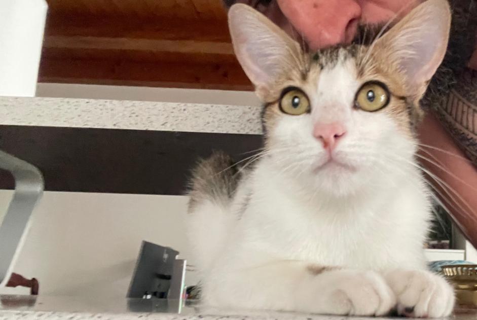 Alerta de Desaparición Gato Macho , 1 años Secondigné-sur-Belle Francia