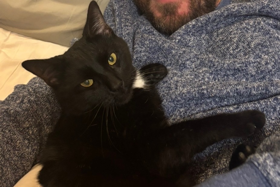 Alerta de Desaparición Gato Macho , 5 años Montesquieu-des-Albères Francia