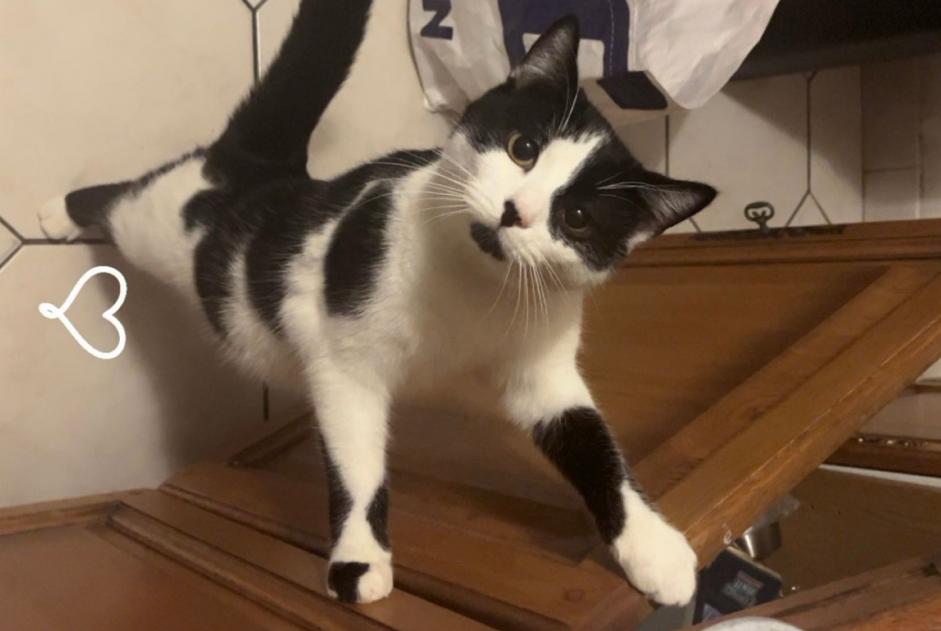 Alerte Disparition Chat Mâle , 2 ans Vouziers France