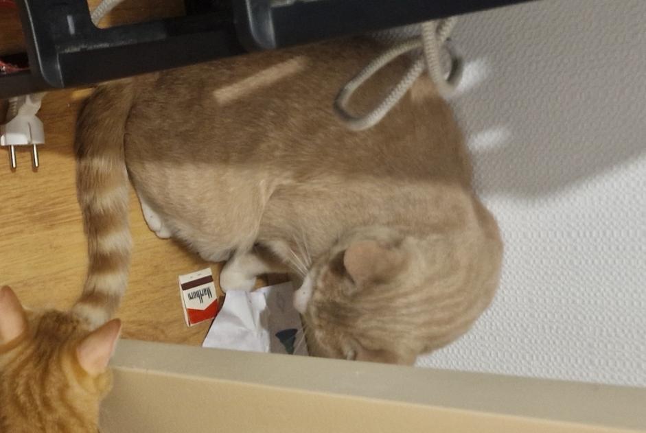Alerte Découverte Chat Mâle Saint-Maixent-l'École France Alerte Découverte Chat Mâle Saint-Maixent-l'École France