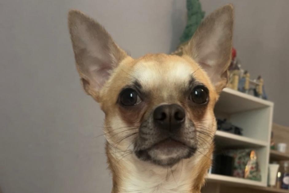 Alerte Disparition Chien  Mâle , 2 ans Troyes France