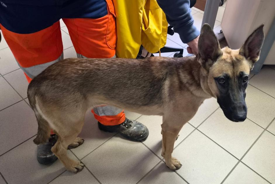 Avviso Ritrovamento Cane  Femmina Nanteuil Francia