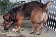 Alerta descoberta Cão cruzamento Macho Moncoutant-sur-Sèvre France