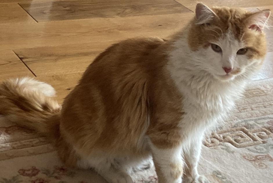 Alerta desaparecimento Gato  Macho , 1 anos Strasbourg France