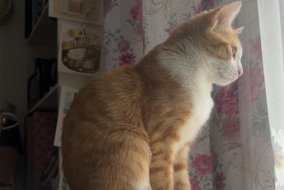 Alerta desaparecimento Gato  Fêmea , 0 anos Strasbourg France